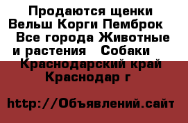 Продаются щенки Вельш Корги Пемброк  - Все города Животные и растения » Собаки   . Краснодарский край,Краснодар г.